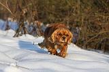 CAVALIER KING CHARLES 443